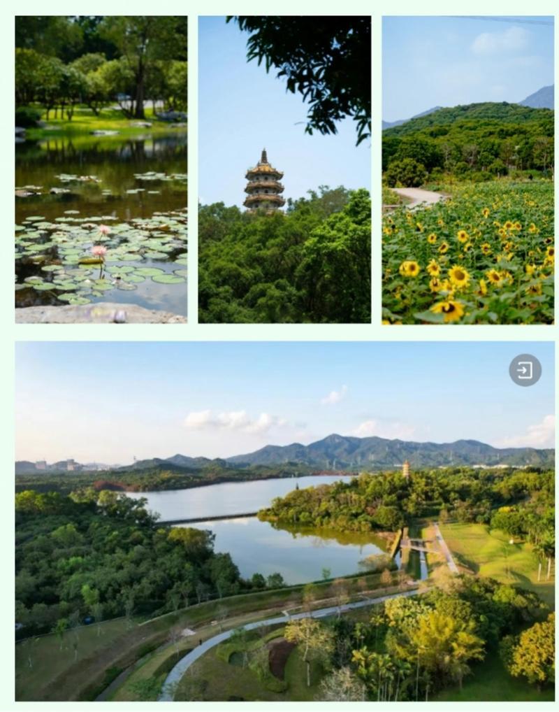 去环西丽湖绿道（碧道）别开车！绿色出行攻略赶紧码住！_腾讯新闻