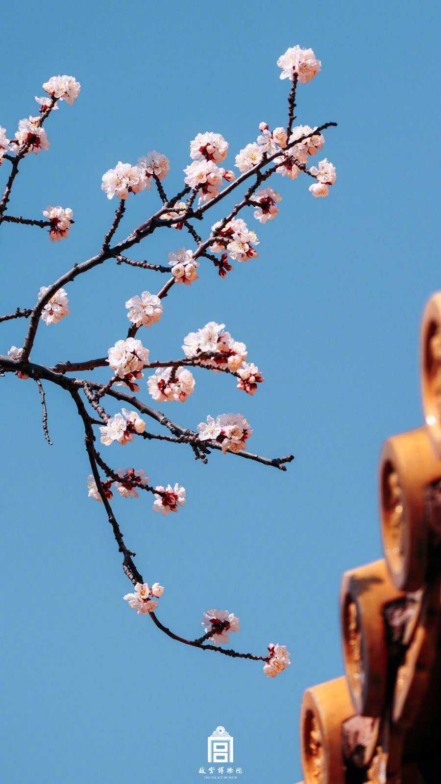 春花壁纸上新故宫杏花开放好浪漫