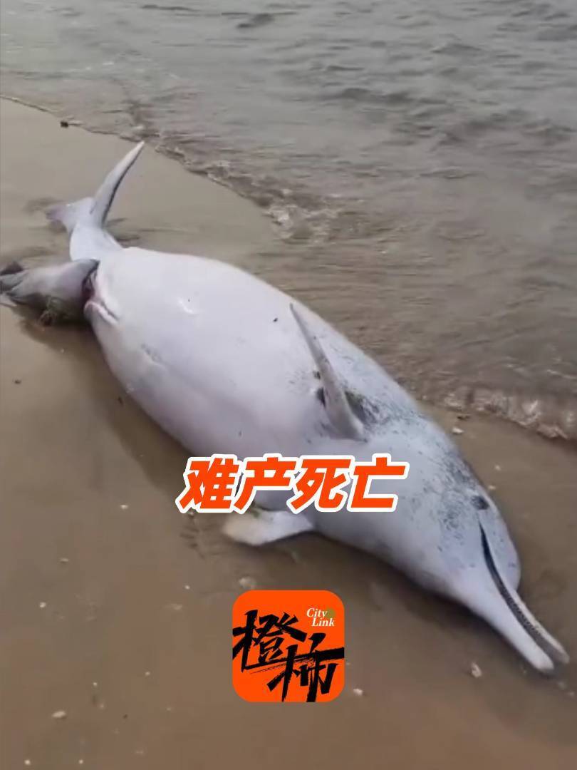 广东湛江一处沙滩现中华白海豚尸体，警方：系难产死亡，腹中小海豚也已死亡-腾讯新闻