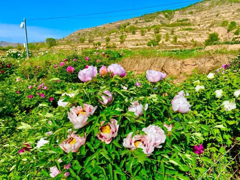 临洮曹家坪牡丹园
