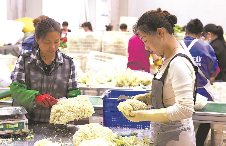 蔬菜分拣照片图片