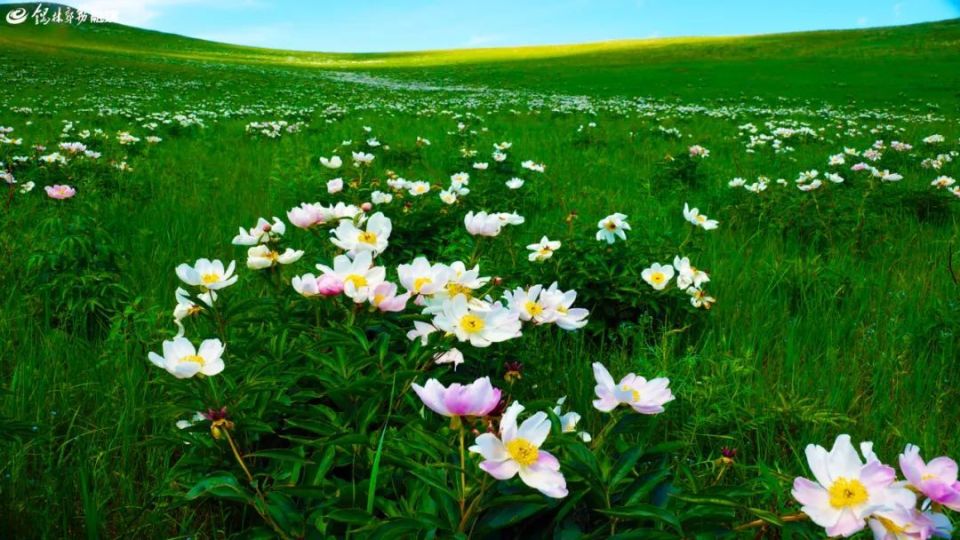 谷有一个因满山开满芍药花贺斯格乌拉牧场北约26公里处在锡林郭勒盟