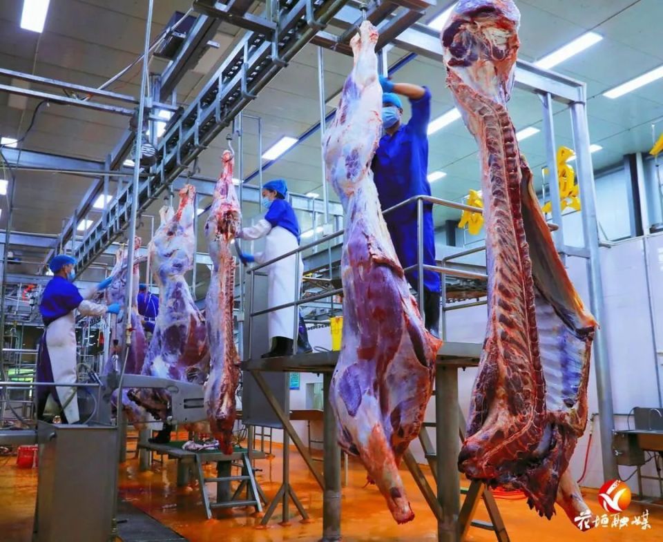 德农集团活牛屠宰厂顺利开宰