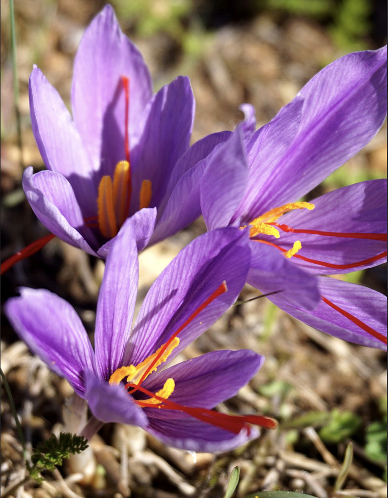 藏红花植株图片图片