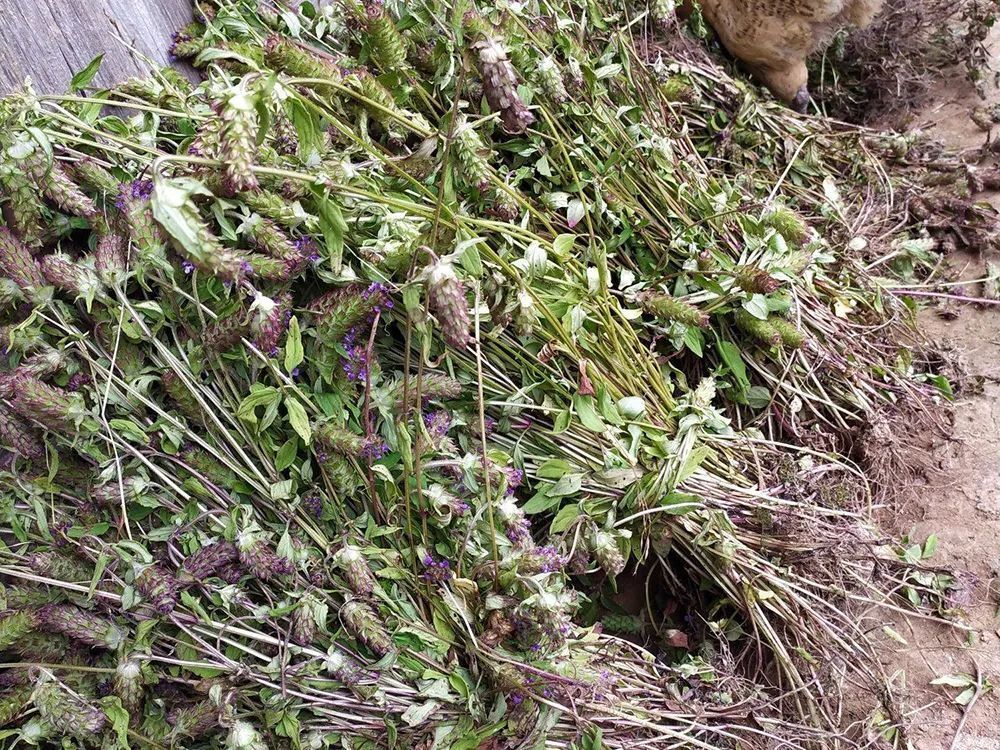 农村4种"凉茶草",路边就有,煮水喝还有妙用,认识下不亏_腾讯新闻