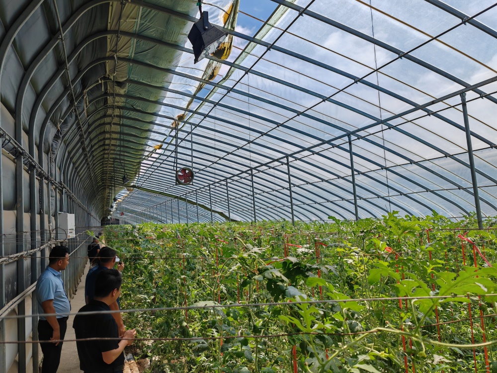 新疆阿瓦提:现代化大棚结满幸福果