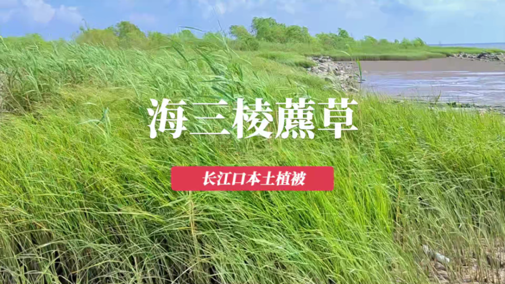 上海国际自然保护周丨长江口本土植被——海三棱藨草_腾讯新闻