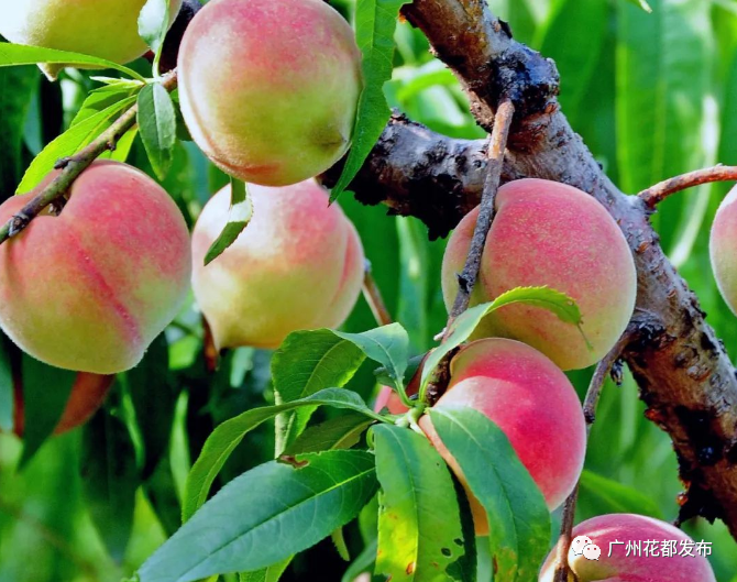 00:00/00:00千亩桃园那