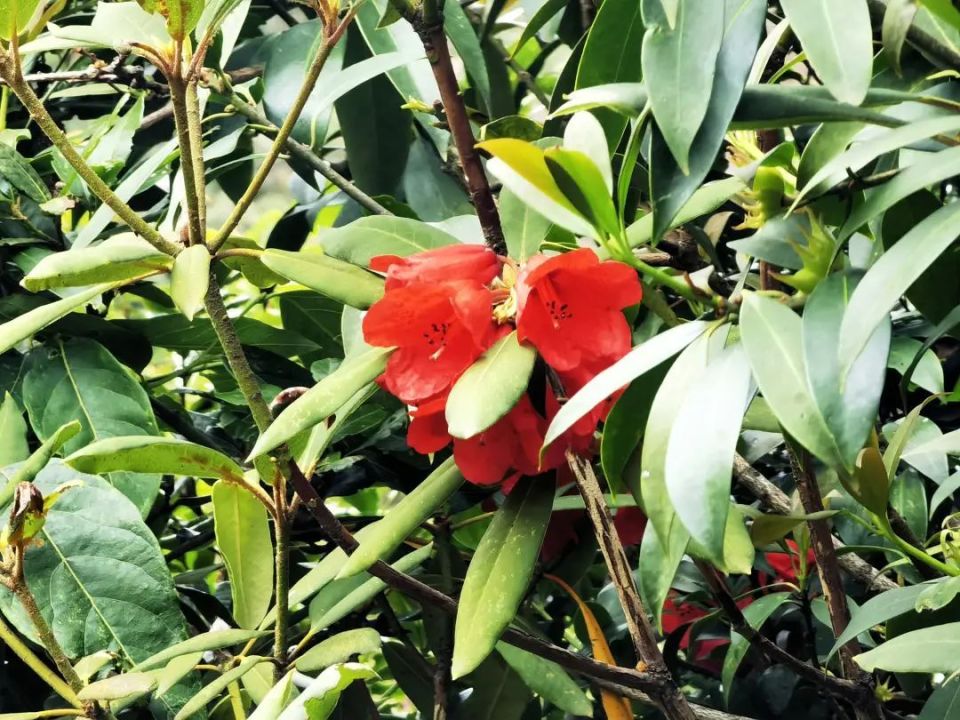 "会东杜鹃"提前一个月绽放 目前已达近9千株