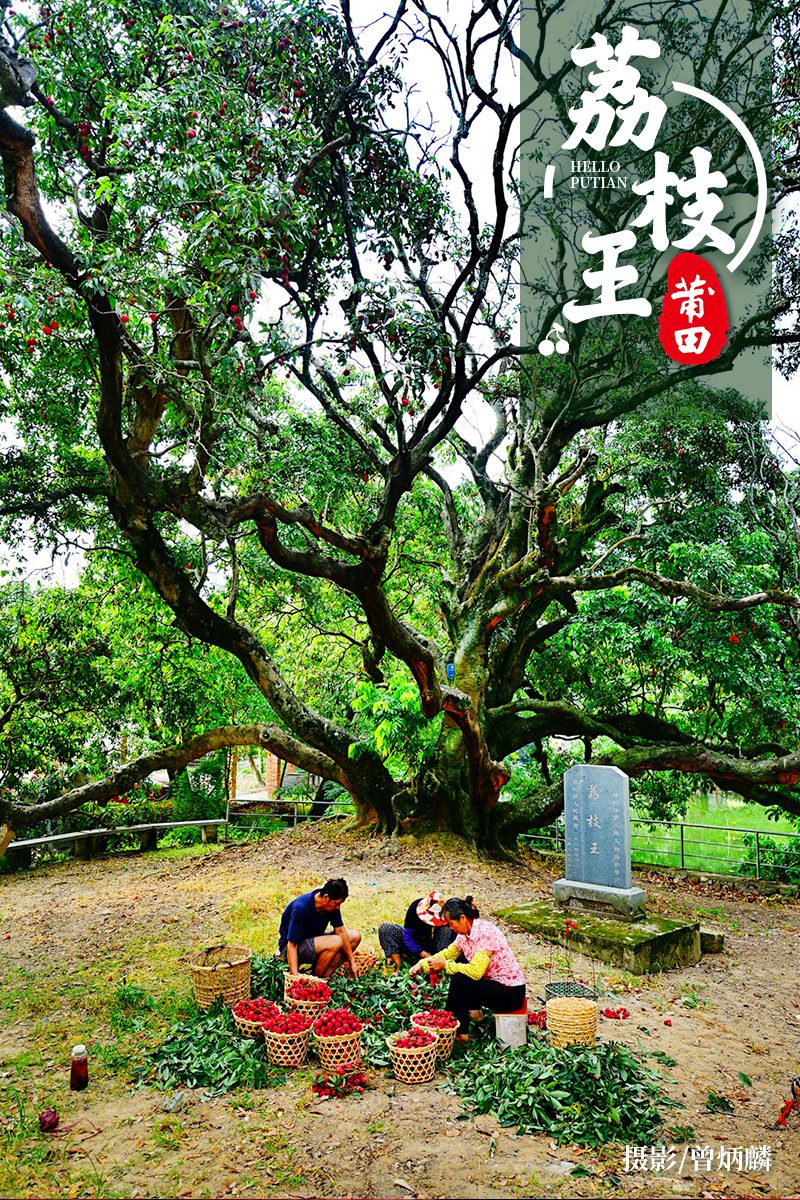 树龄938年的"荔枝王"树龄959年的"状元红"现存有树龄1278年的"宋家香"