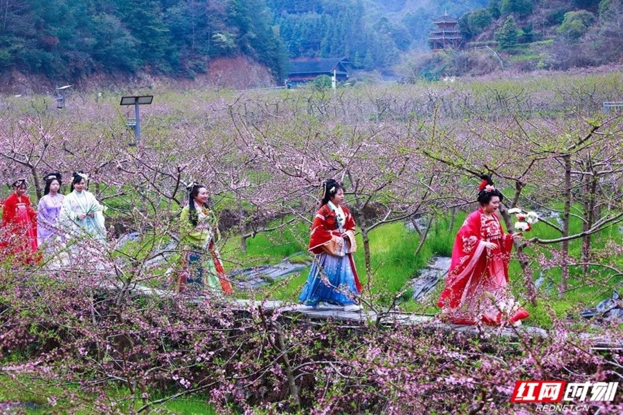 落鸦石村桃花节图片