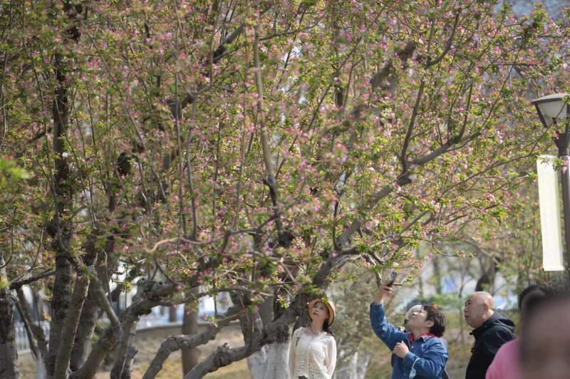 元大都城垣遗址公园5000余株海棠竞相开放