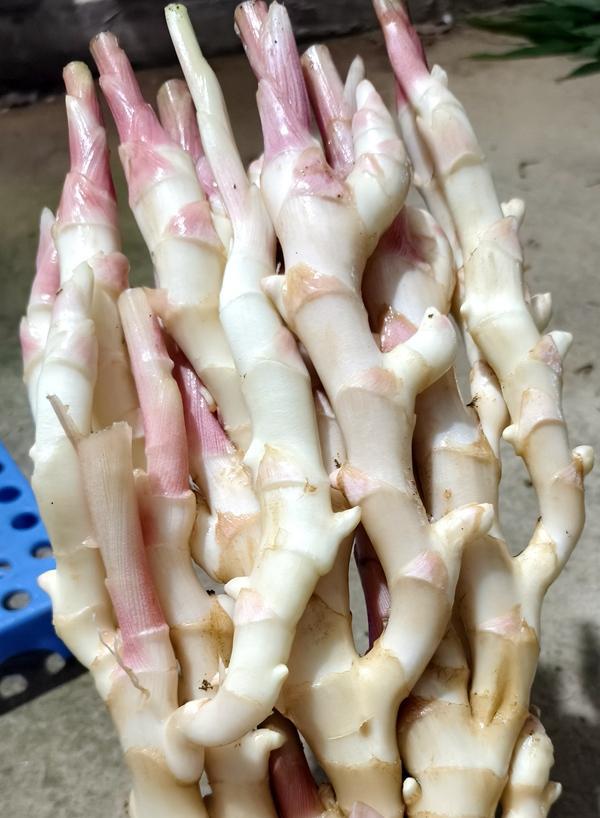 [南方生姜网-图片加载]