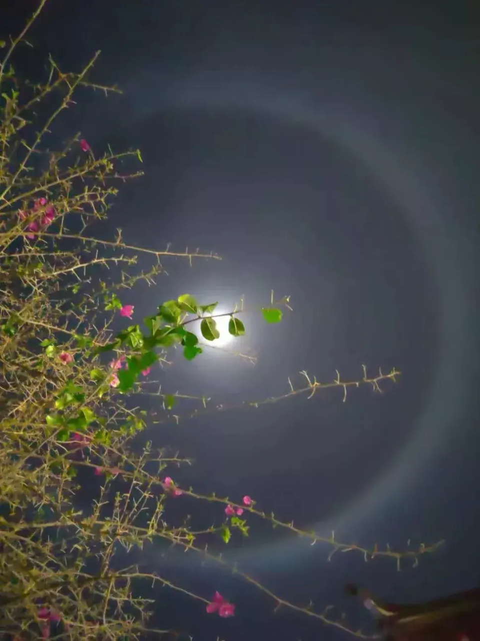 云南曲靖和丽江两地天际均闪现月晕自然奇观皎洁月亮浑圆如同太阳环绕