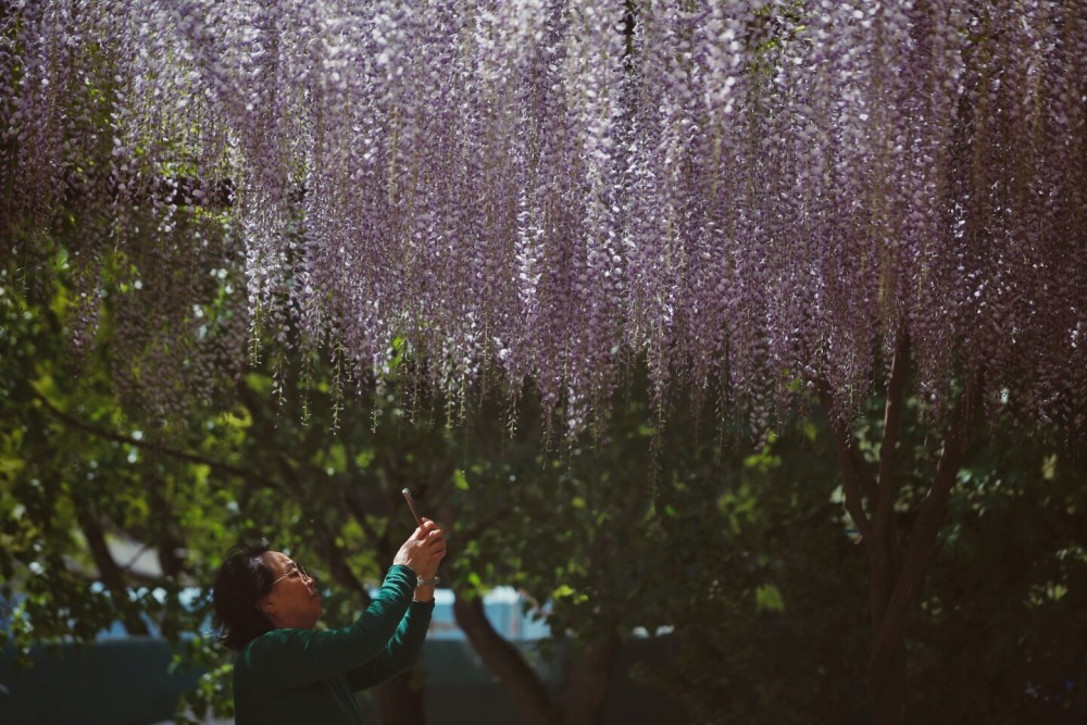 紫藤花（紫藤花园电视剧剧情介绍） 第2张