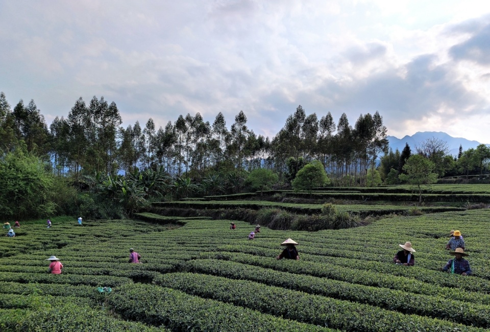 猴采红茶园基地负责人王荣合告诉记者,近年来,罗坑镇各村不断壮大茶