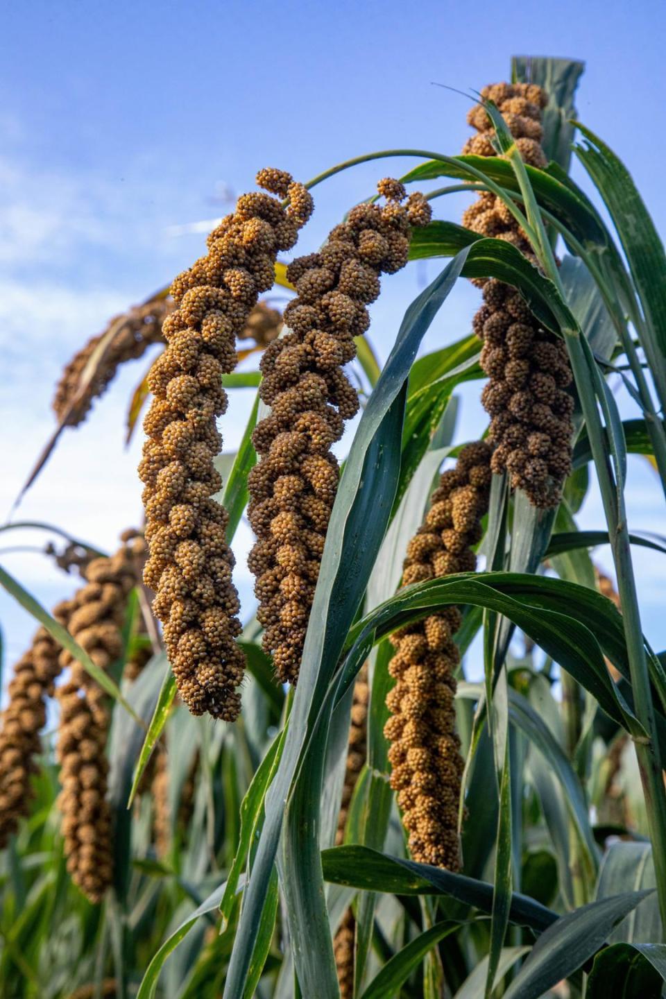 福山区老官庄村小米迎来丰收