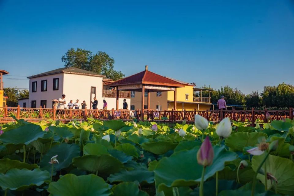 全国文明村镇创建巡礼 | "拾"光正好 "荷"你相伴