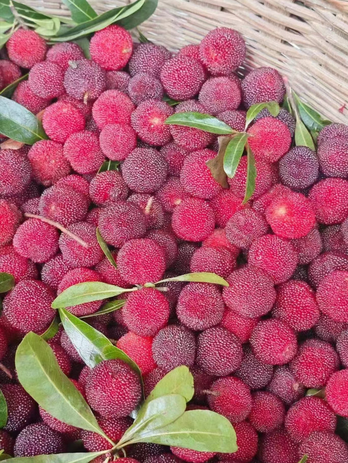 黑炭杨梅采摘正当时