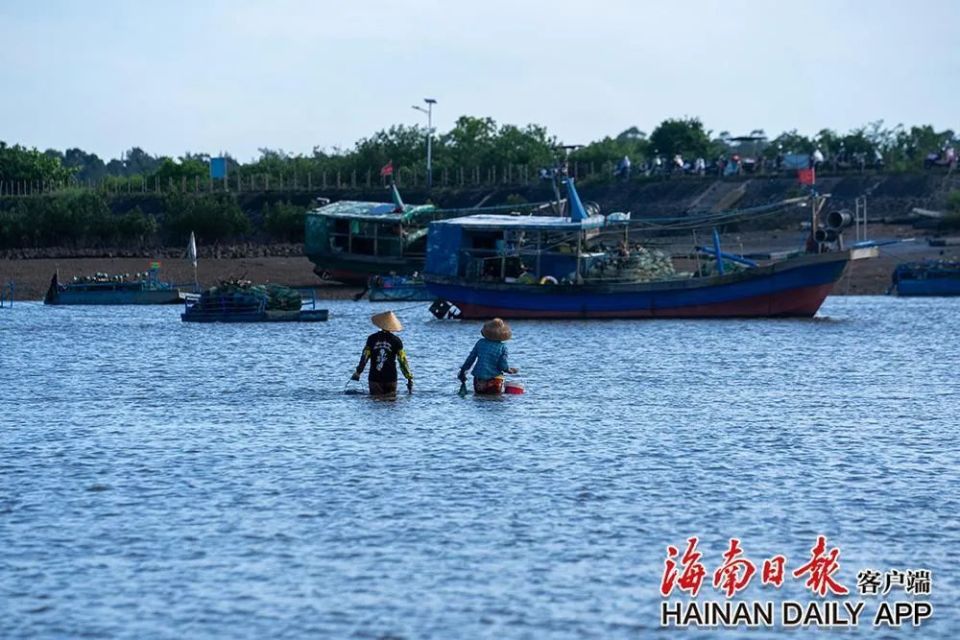 6月10日,在儋州光村镇泊潮村附近的滩涂上,赶海的渔民在涨潮前走向