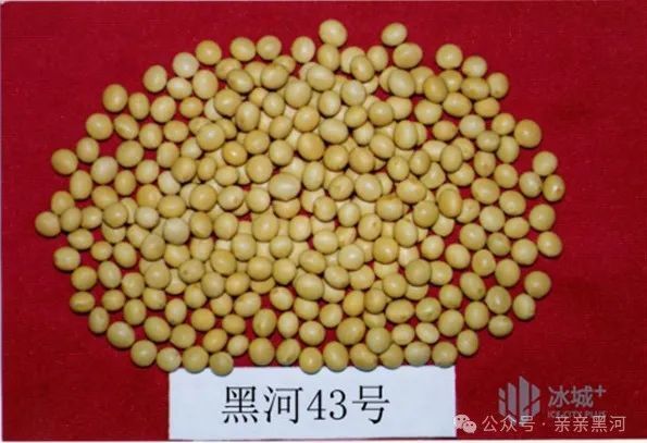 全部为省农科院选育品种,分别是:大豆黑河43,黑农84,黑农531,绥农52