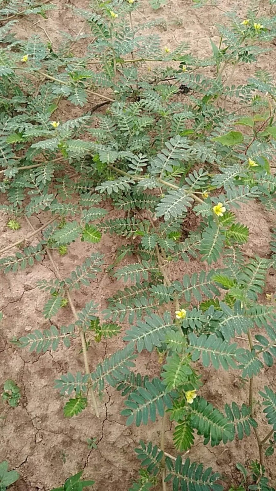 相伴童年的恶草——蒺藜