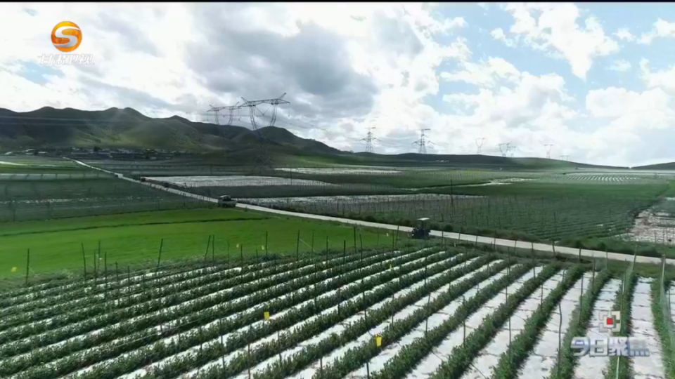 《今日聚焦》——小沙葱种出致富大产业