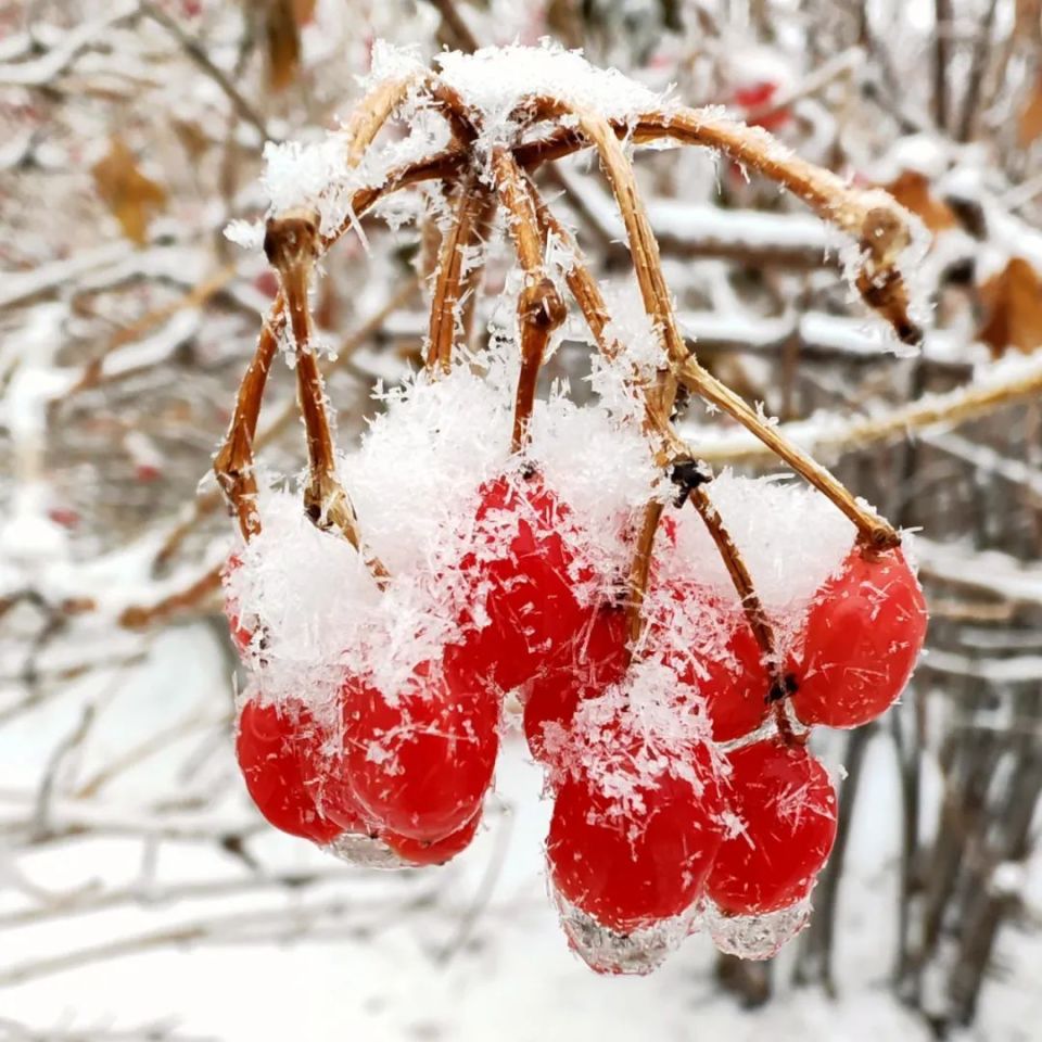 长春下雪图片图片