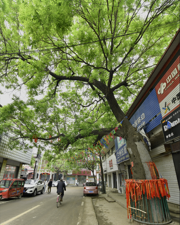 文化中国行丨一半是烟火 一半是诗意——访定兴县千年古镇姚村镇