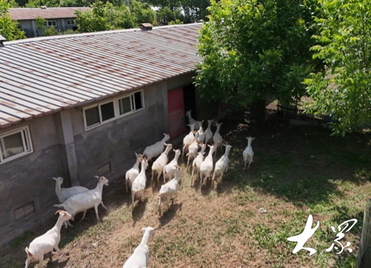 只……数量扩充的同时,产奶效率也得到提升,单只母羊从每天产奶2公斤