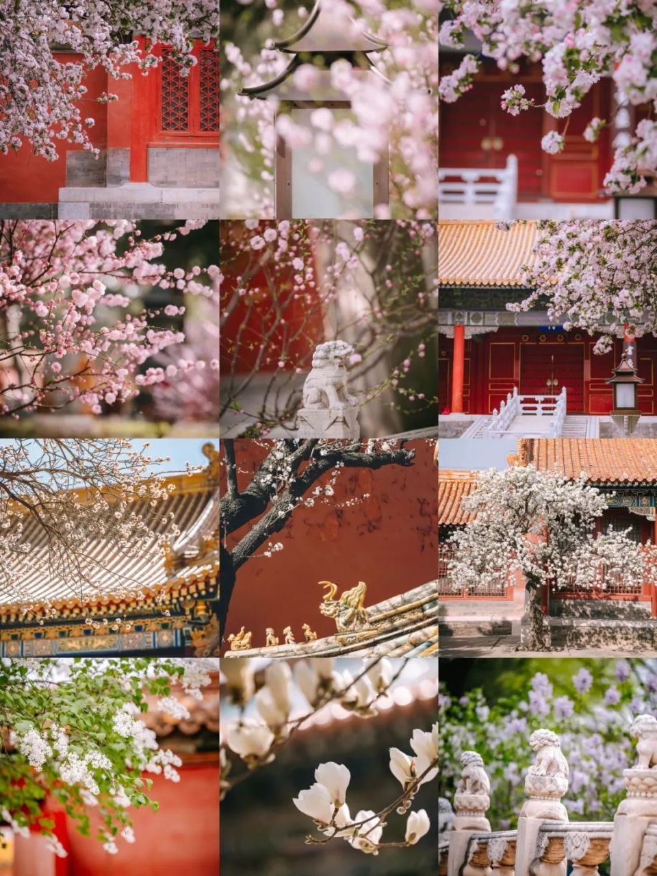 万紫千红总是春,故宫春日赏花指南