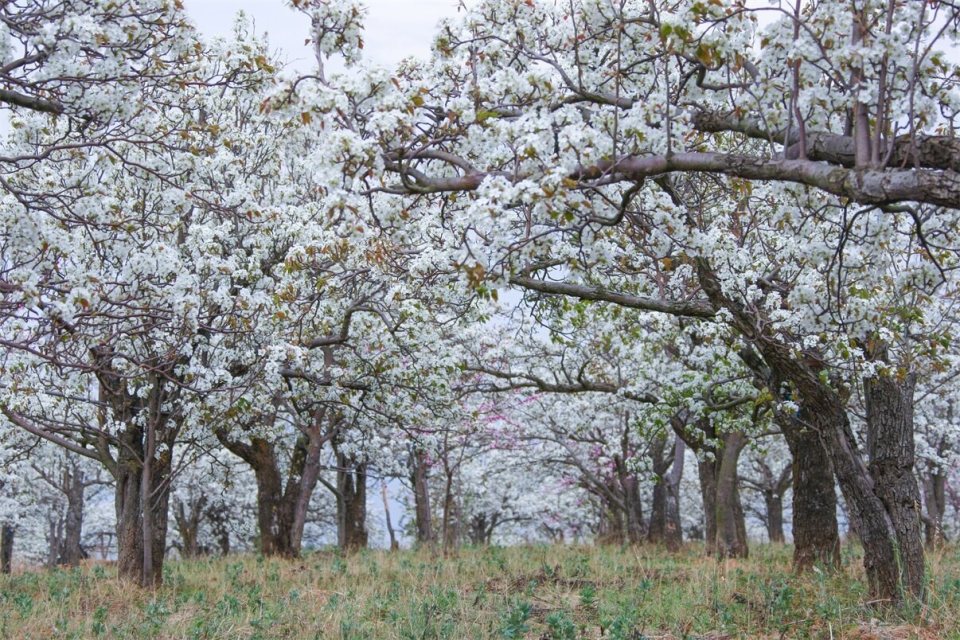 会泽:千树万树梨花开 如云似雪相竞妍