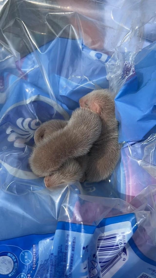 警民联手为国家二级保护动物狗獾幼崽安"新家"_腾讯新闻