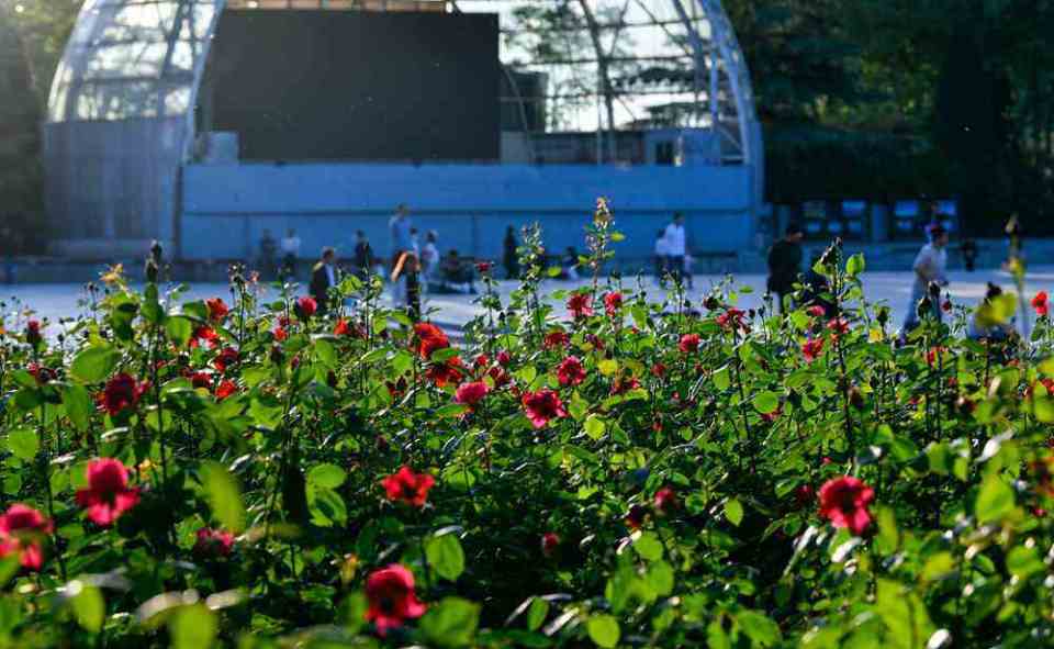 热烈绽放,娇艳欲滴!绿城广场月季花绽放美景如画