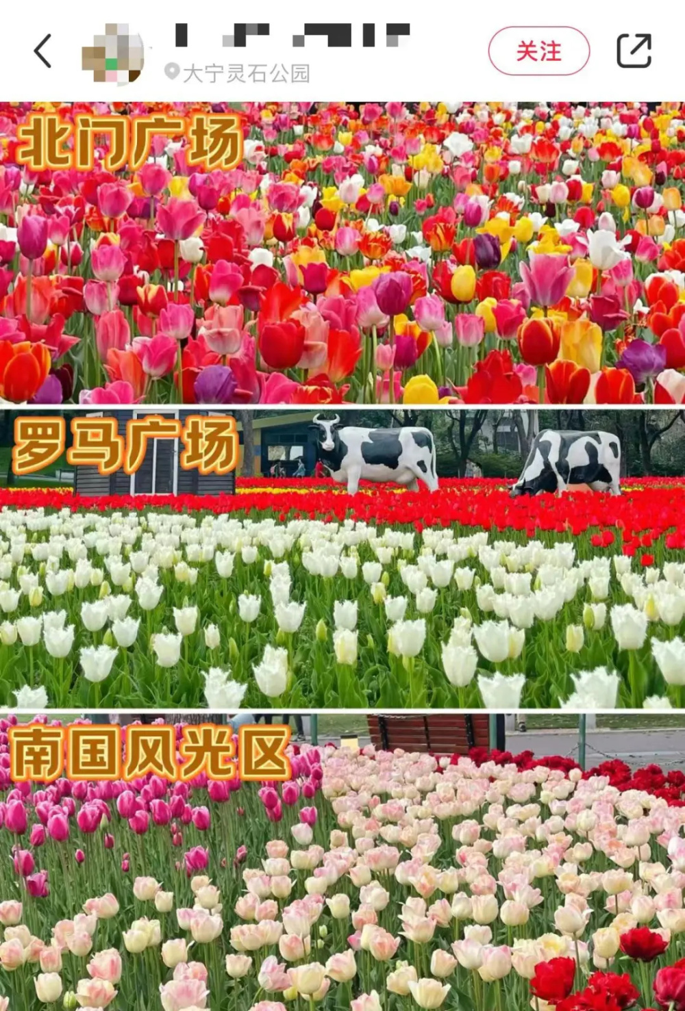 已经美成了next level大宁公园的郁金香有网友称:今年大宁公园郁金香