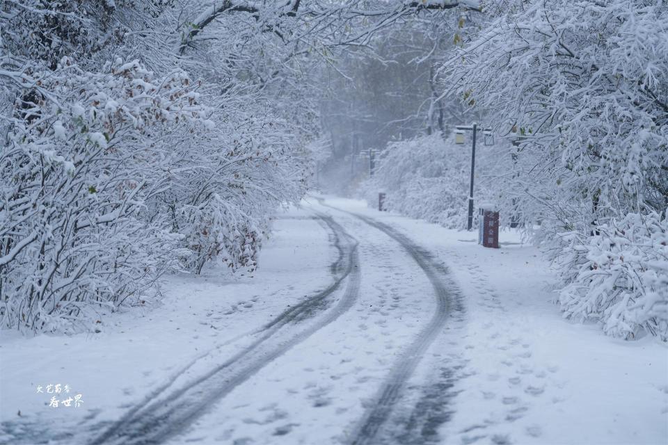 沈阳下大雪了雪中的北陵公园会变成什么样22张照片揭晓答案