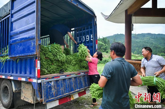 廖维 摄邓小坤在豆角基地上.廖维 摄