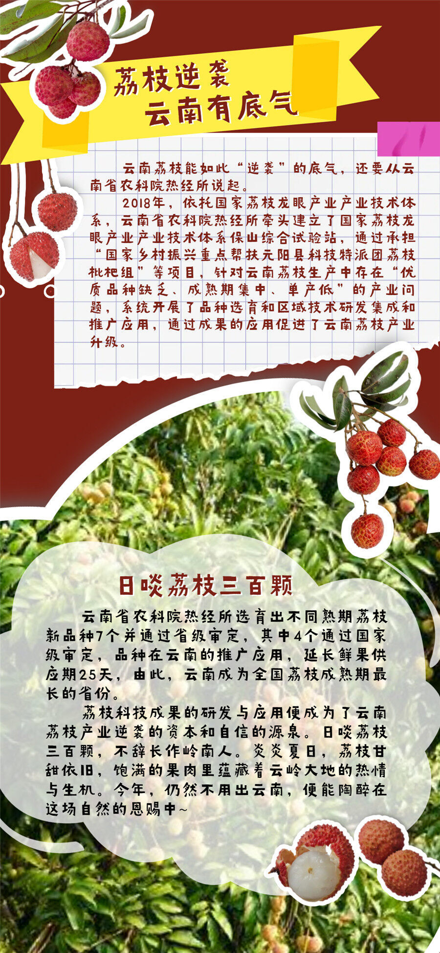 果然很云南丨荔枝给你一个爱上夏天的理由