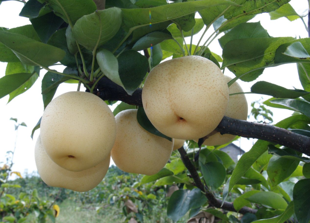 连州水晶梨亮相央视-腾讯新闻