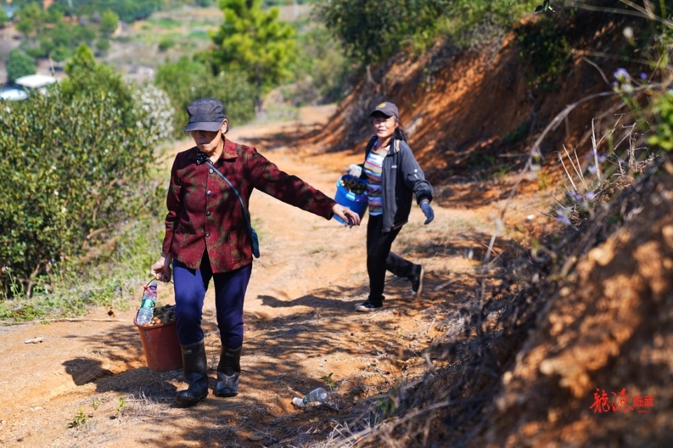 图集丨郴州临武:油茶满岗觅籽忙_腾讯新闻
