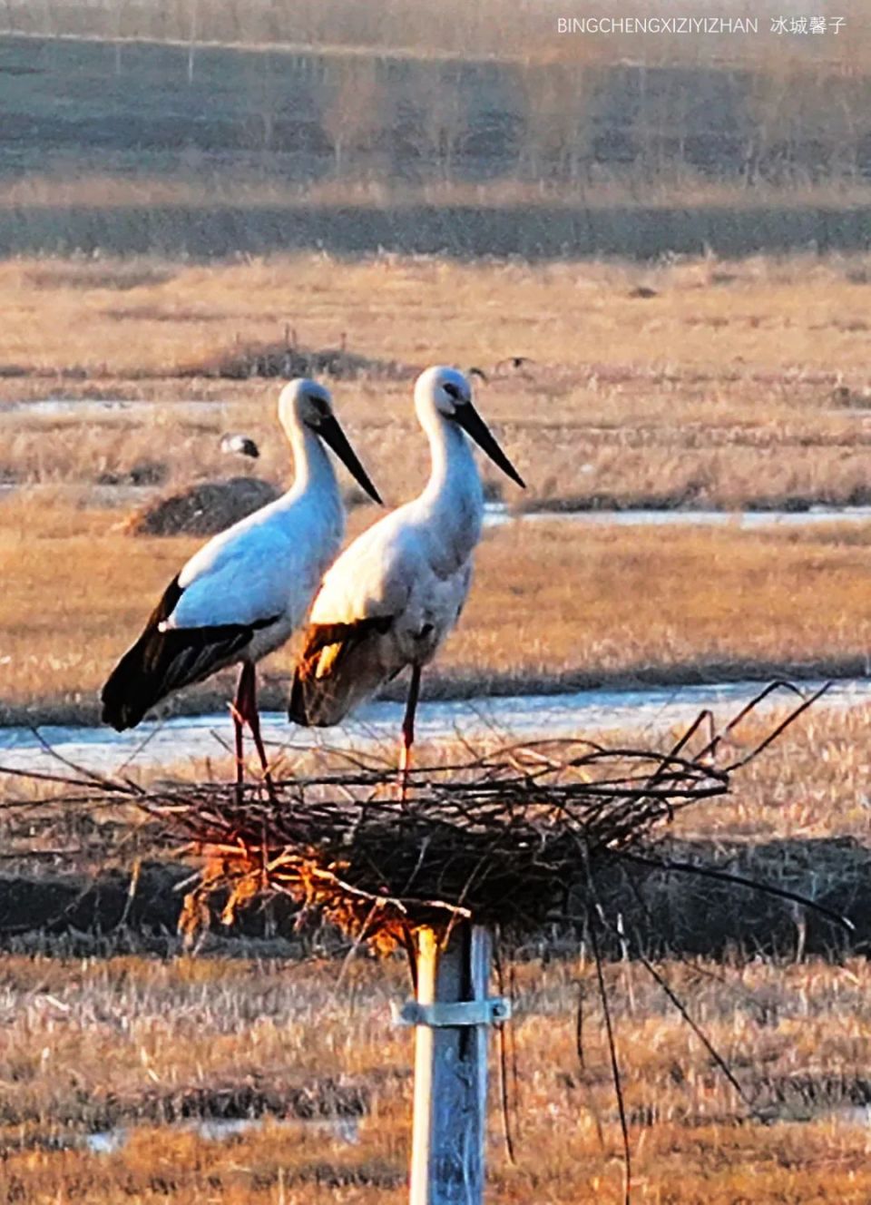 冰城馨子丨这里是离哈尔滨最近的鸟岛,东方白鹳来这里安家了_腾讯新闻