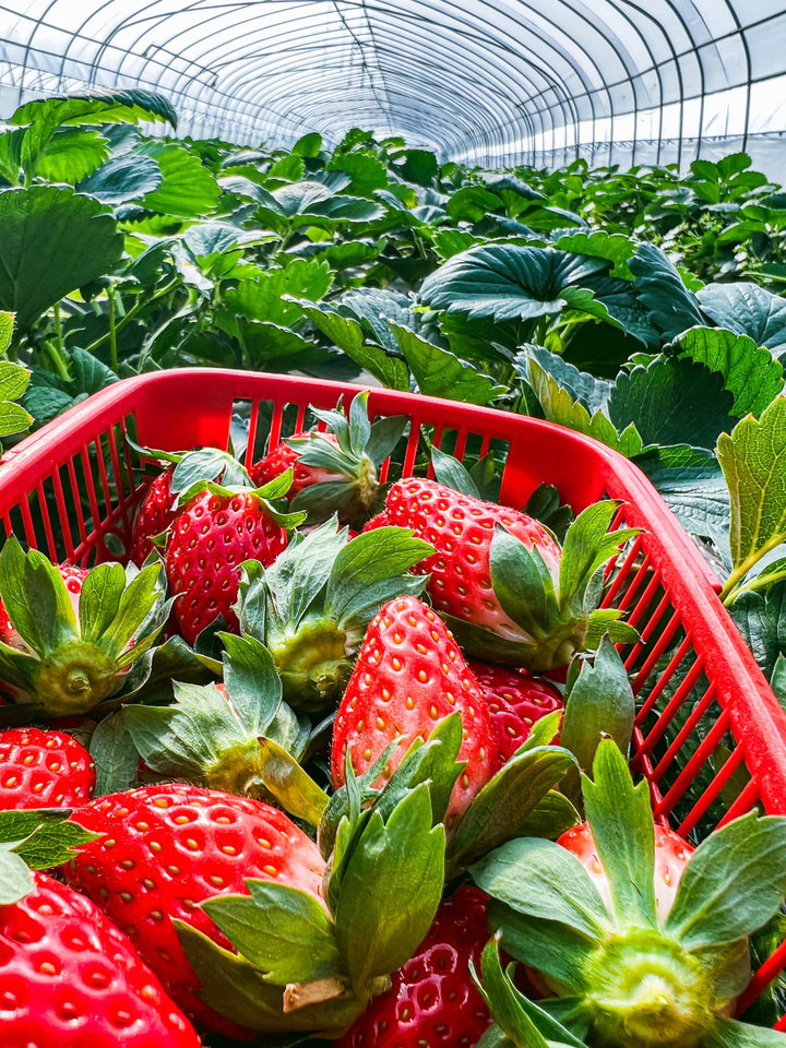 今年预计产量大,味道好