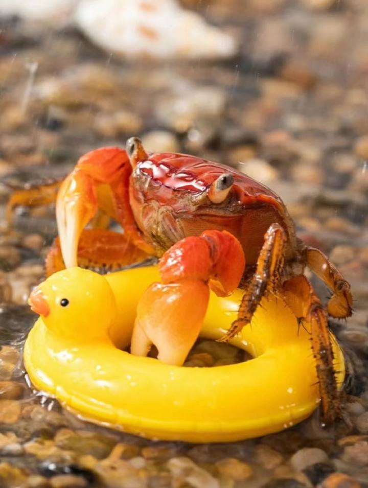 年轻人的"赛博"花鸟市场,居然是叮咚买菜?