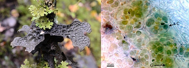 共生而组成的复合体,它的共生藻主要分为绿藻和蓝细菌(蓝藻)两大类