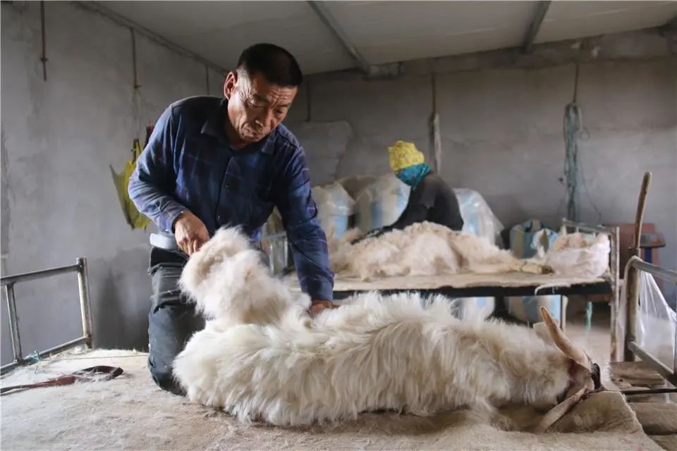 阿左旗牧民"抓羊绒"抓出甜蜜生活_腾讯新闻