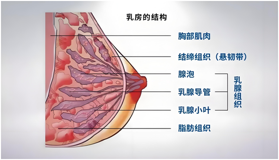 乳腺导管示意图图片