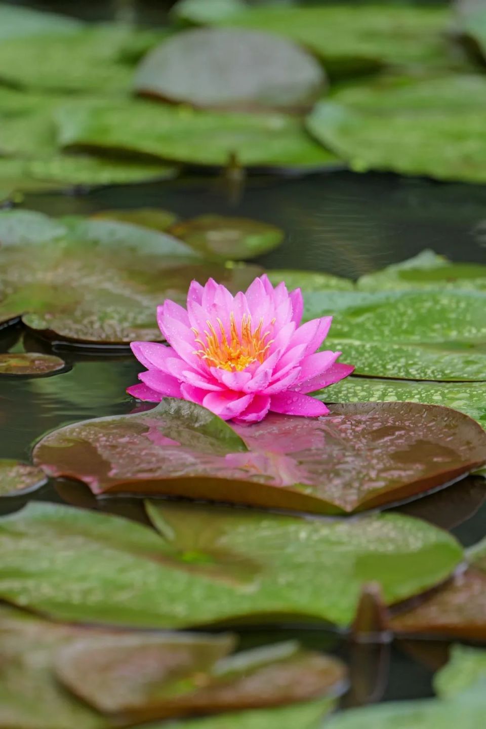 向日葵,绣球,睡莲,百合……这里美得仿佛油画里的夏天