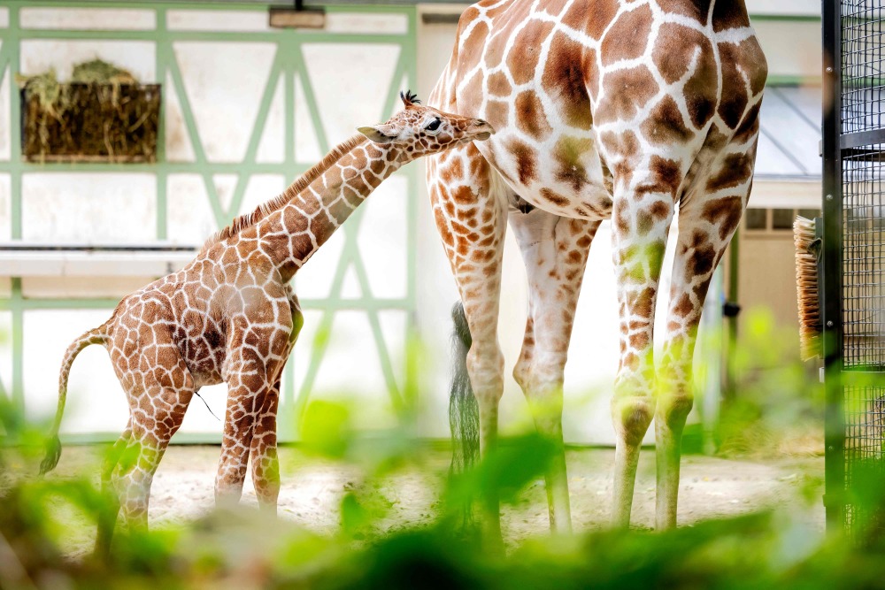 可爱的网纹长颈鹿宝宝