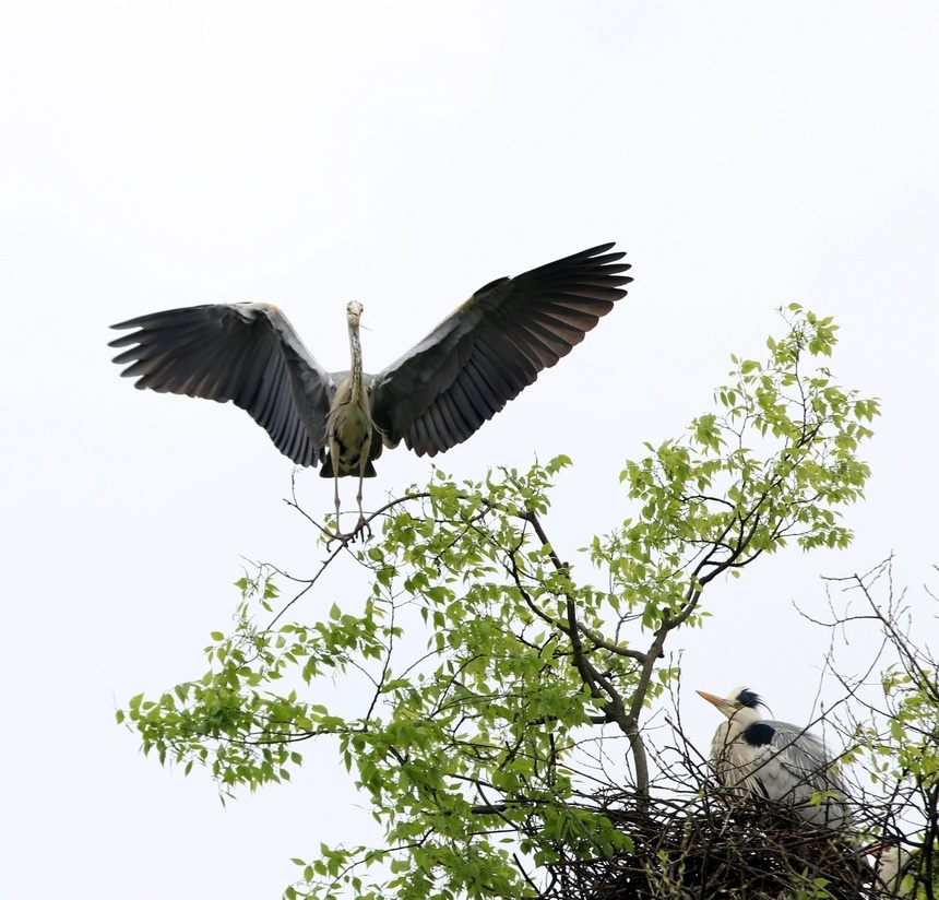 习水生态环境美苍鹭偕春归