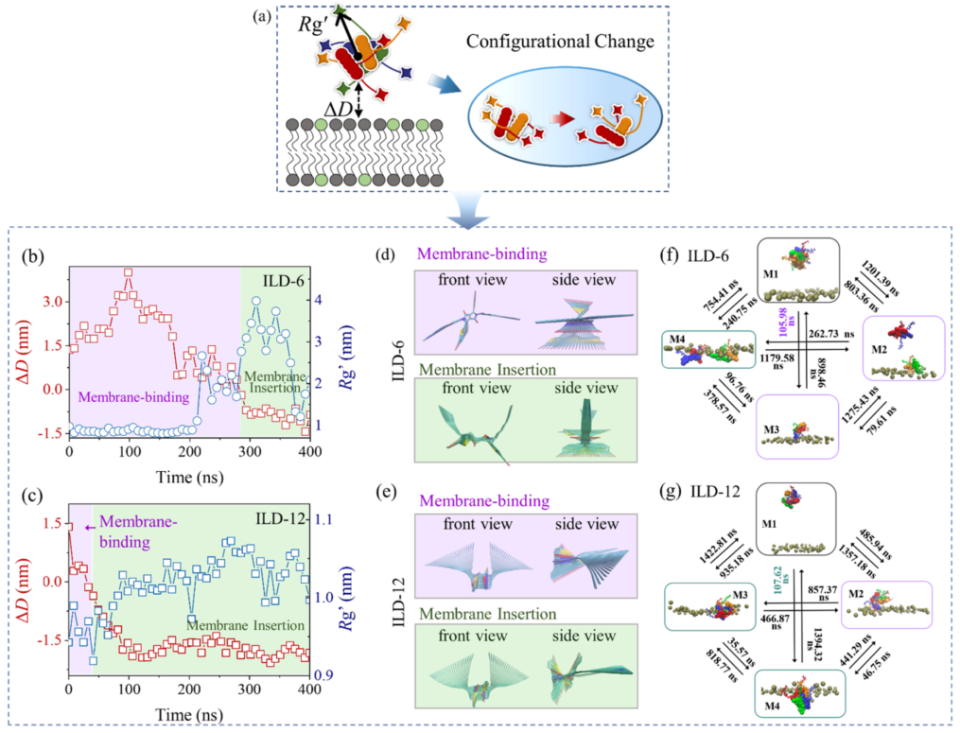 液体基怎么抗菌苏州大学杨凯教授／松山湖材料实验室元冰研究员《ACS Nano》：破解离子液体衍生物抗菌机制_https://www.jmylbn.com_新闻资讯_第5张